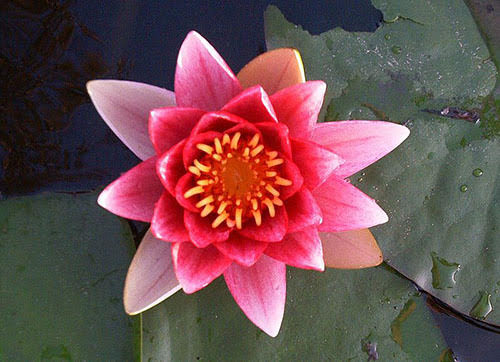 astrologia-anima-theosophy